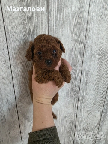 Продавам пудел той, снимка 8 - Пудели - 53826898