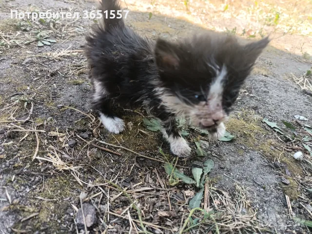 СПЕШНО! Котета търсят приемен или постоянен дом, снимка 3 - Други - 55967242
