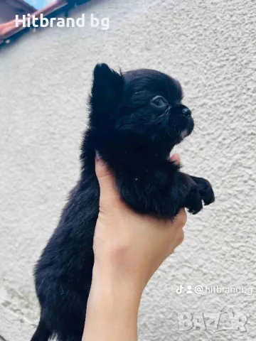 Чихуахуа , снимка 1