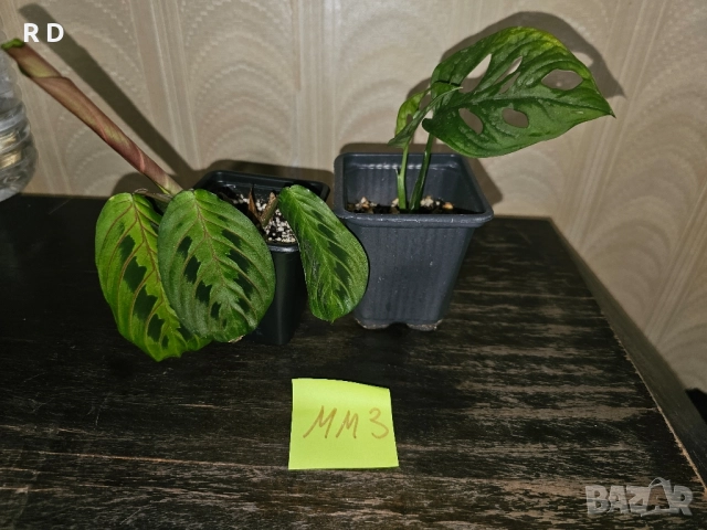 комплект Маранта + Монстера Адансониай / Maranta + Monstera Adansonii, снимка 3 - Стайни растения - 52079880