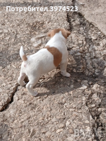  Джак ръсел , снимка 4 - Джак ръсел териер - 53719399