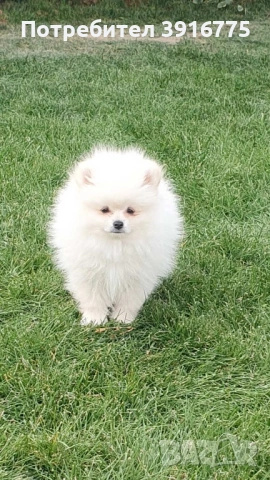 Померан 4-месеца, снимка 6 - Померан - 53490971