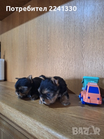 мини йоркита, снимка 3 - Йоркширски териер - 53721677