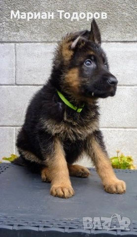 Елитни немски овчарки, снимка 5 - Немска овчарка - 52907166