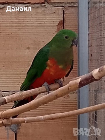 кралски папагал-женска, снимка 4 - Папагали - 52686471