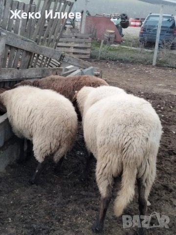 Продавам плевенски черноглав коч, снимка 3 - Овце - 53184637