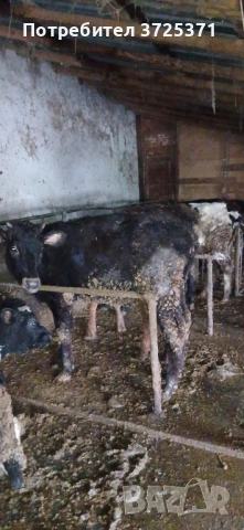 Продавам 5 бр женски телета , снимка 2 - Крави - 53506529