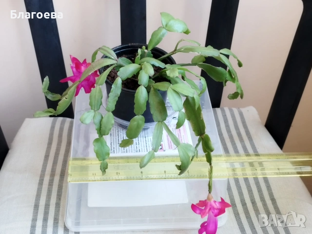 Мини Коледниче цикламено - стар сорт