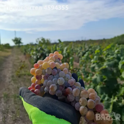 Продавам грозде Карловски мискет 