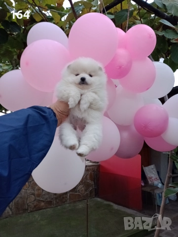 Бяло момиче. Померан., снимка 7 - Померан - 52655876