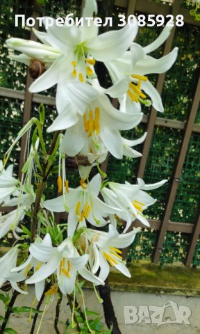 🎉Заявки само пролетта Божествено ухание Бял лилиум (Lilium candidum,  White lily), снимка 1 - Градински цветя и растения - 41484830