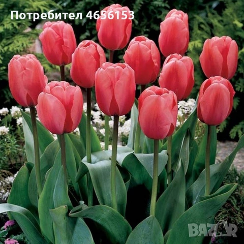 ЛУКОВИЦИ - ЛАЛЕТА и ЕСЕНЕН ЖЪЛТ МИНЗУХАР 