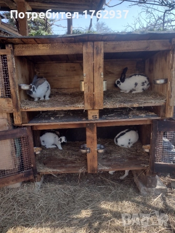 Немски пъстър великан ПЕПЕРУДА, снимка 15 - Други - 30432552