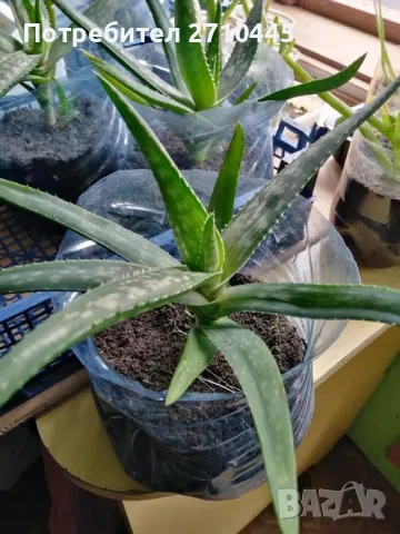 ЛЕЧЕБНО АЛОЕ ВЕРА и Дървовидно алое, снимка 3 - Стайни растения - 30210195