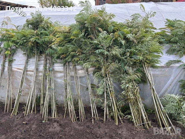 Албиция , снимка 5 - Градински цветя и растения - 52350550