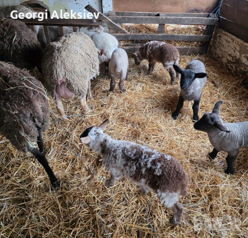 Романовски овце, снимка 11 - Овце - 53627321