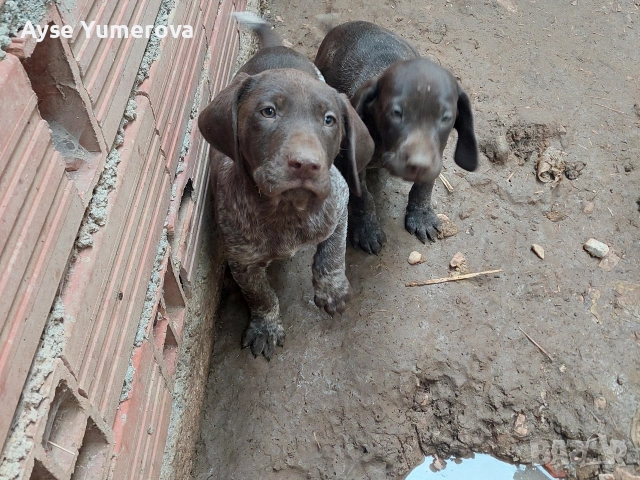 Куцухар, снимка 3 - Курцхаар - 53050329