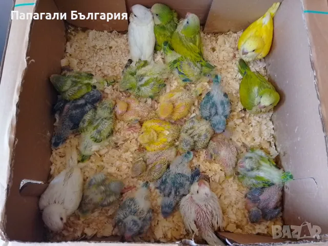 Ръчно хранени папагалчета Монах, снимка 4 - Папагали - 50417000