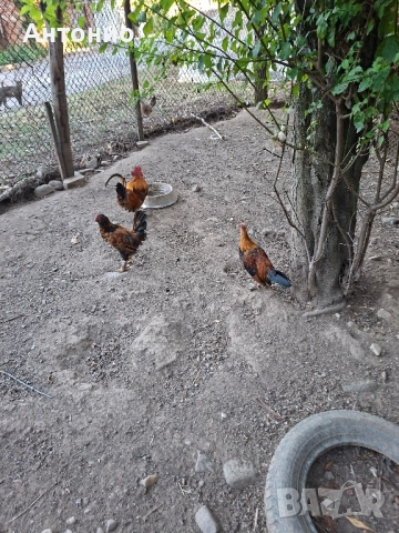 продавам джинки , снимка 3 - Кокошки и пуйки - 52171441