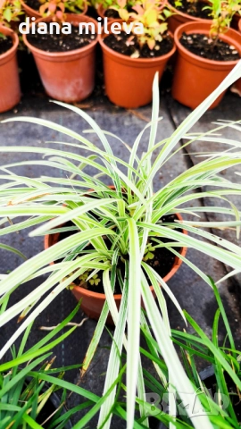 Промо пакет от 6 бр Декоративни треви, снимка 6 - Градински цветя и растения - 52101684