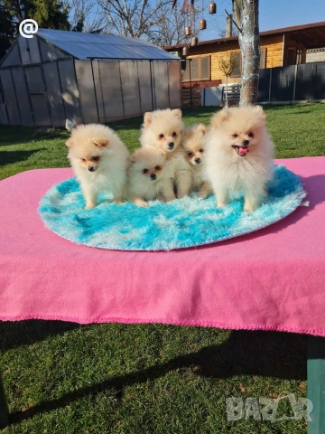 Померан померани Гр. София, снимка 3 - Померан - 53847389