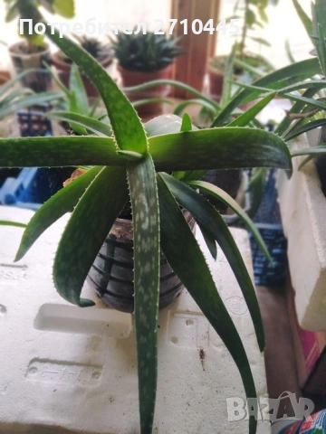 Лечебно Алое Вера