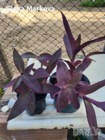 Малка и Голяма Лилава традисканция - 3,99лв., снимка 3 - Стайни растения - 50731623