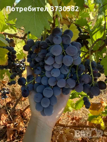 Грозде - Хамбургски Мискет, Мерло, Каберне, Памид, снимка 3 - Домашни продукти - 56107126