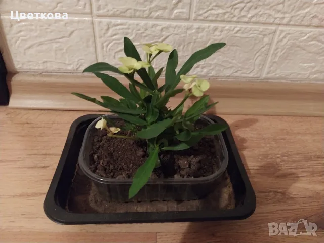 3 стайни растения+отстъпка