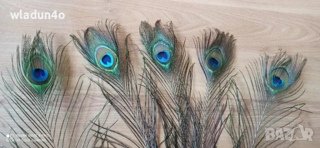 	Паунови пера-2,50лв, снимка 7 - Декорация за дома - 50191512