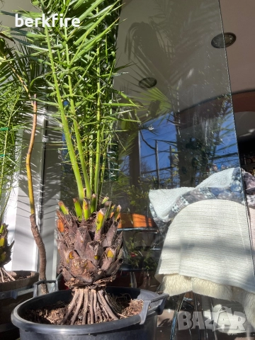 Финикова Палма , снимка 2 - Градински цветя и растения - 52943089