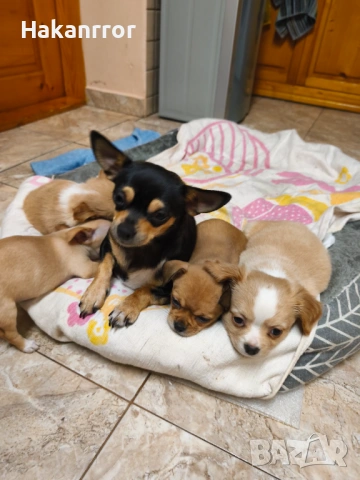 Продавам чихуахуа, снимка 5 - Чихуахуа - 53757349