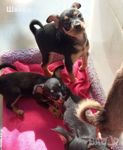 Продавам пинчери, снимка 2 - Пинчер - 52624873