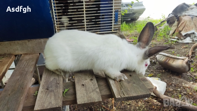 Зайци Калифорнийски зайци