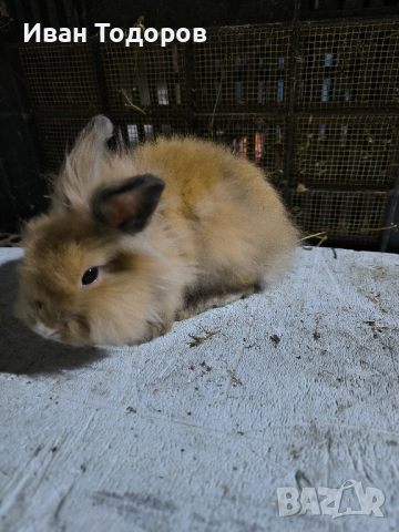 Декоративни зайчета-лъвска глава , снимка 2 - Декоративни зайчета - 41783539