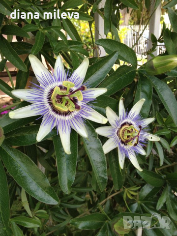 Пасифлора, Passiflora caerulea, снимка 1 - Градински цветя и растения - 44797301