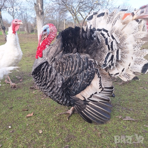Пуйки, снимка 3 - Кокошки и пуйки - 52926900