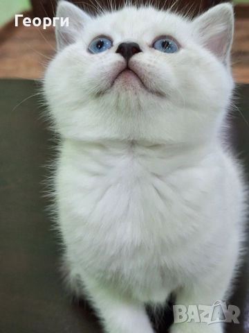 Британски късокосмести, снимка 11 - Британска късокосместа - 52717297