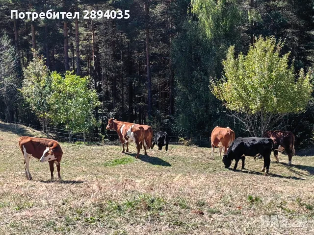 свободни телета за клане и гледане 