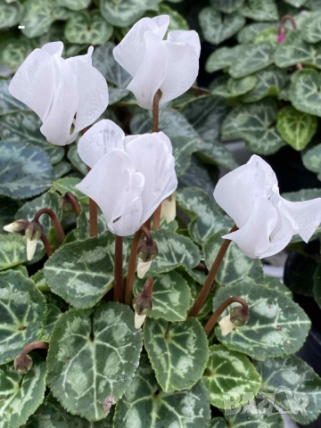 ПРОМО! 6 броя циклами , снимка 7 - Стайни растения - 52392095