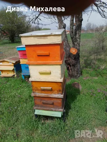 Пчелни кошери, снимка 4 - За пчели - 49767179