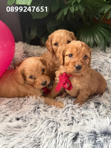 Кокерчета , снимка 4 - Кокер шпаньол - 53268448