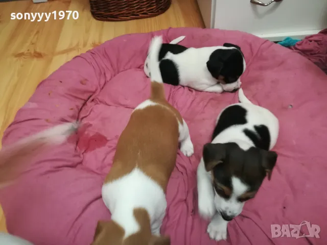 ДЖАК РЪСЕЛ-БЕБЕТА ДЖАКОВЕ-ВИДИН 0302251844, снимка 8 - Джак ръсел териер - 48948026