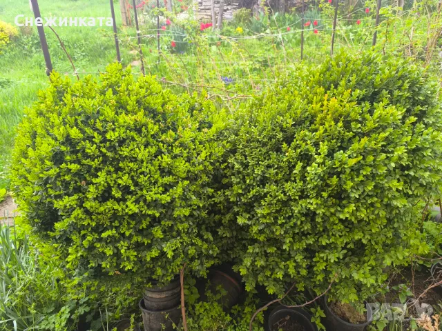 Чемшири- 30-100лв, снимка 7 - Градински цветя и растения - 49939319