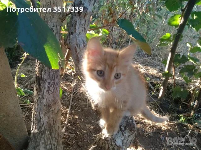 подарявам малки котенца, снимка 6 - Други - 55280636