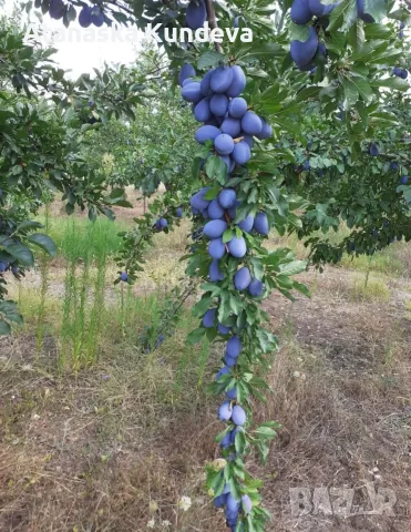 Сини сливи "Стенлей", снимка 9 - Домашни продукти - 55903852