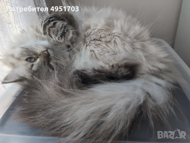 Мъжки котарак за Разплод, снимка 4 - Други - 56120963