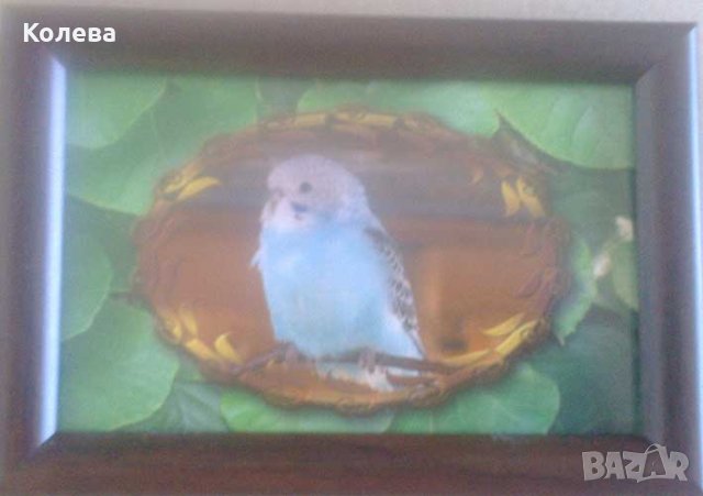 Птиче. Картина с рамка, снимка 1