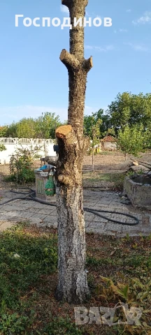 Ствол на стара череша, снимка 2 - Други - 51422442