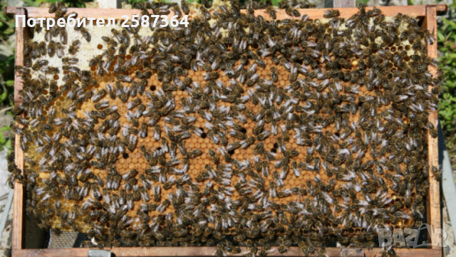 Пчелни отводки, снимка 2 - За пчели - 44826594